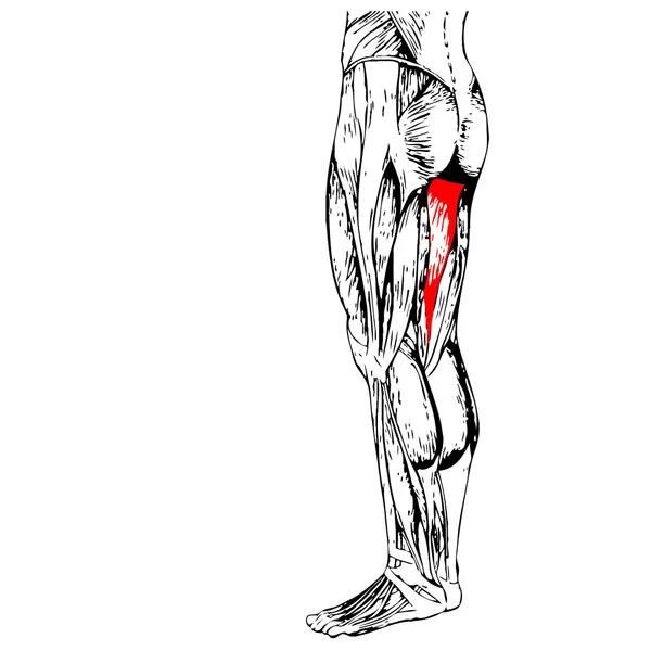 Insan üst bacaklar — Stok fotoğraf