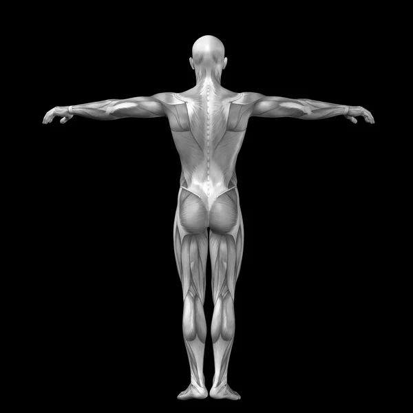 Humanwith spieren voor anatomie modellen. — Stockfoto