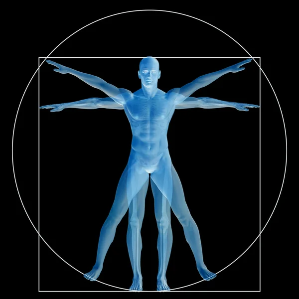 Corpo anatomia proporção — Fotografia de Stock