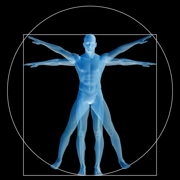 Corpo anatomico proporzionale — Foto Stock