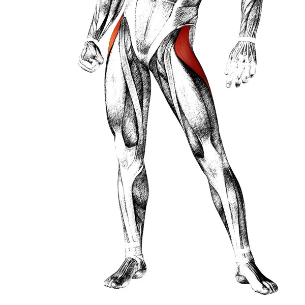 Pernas superiores humanas — Fotografia de Stock