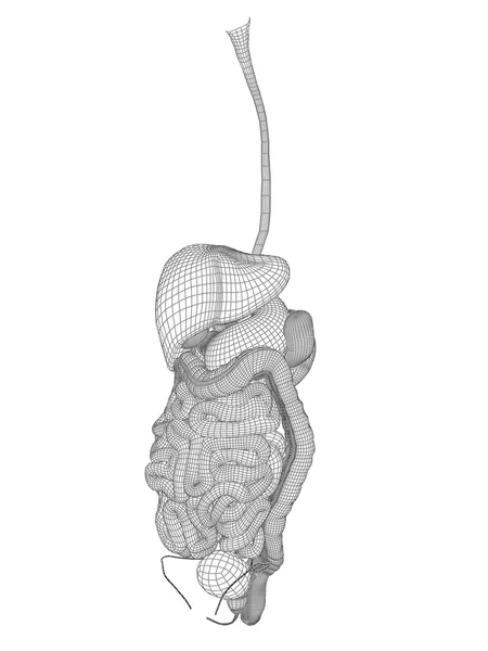 Sistema digestivo humano — Fotografia de Stock