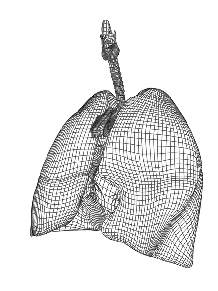 Sistema respiratorio de malla —  Fotos de Stock