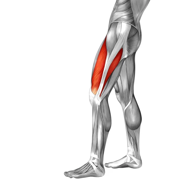 Kavramsal üst bacaklar anatomisi — Stok fotoğraf