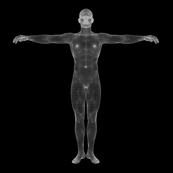 人类男性解剖 — 图库照片