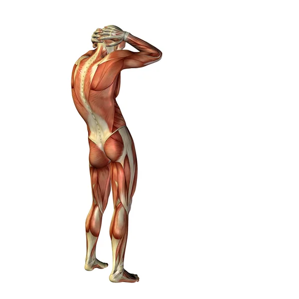 Human  man with muscles — Stock Photo, Image