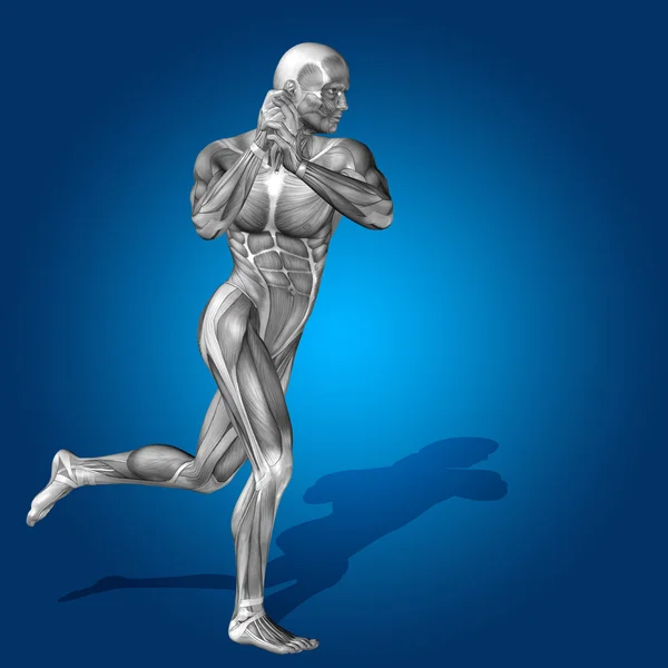 Cuerpo humano fuerte con músculos —  Fotos de Stock