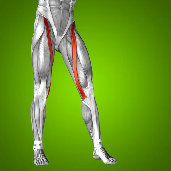 Anatomia das pernas superiores — Fotografia de Stock