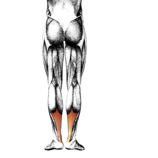Anatomia delle gambe e muscoli — Foto Stock