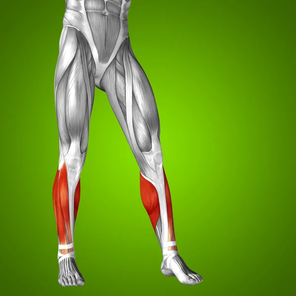 Dolna anatomia nogi — Zdjęcie stockowe