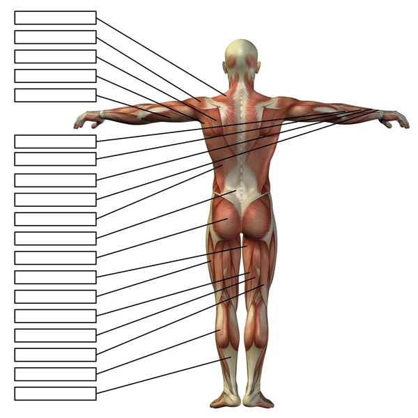 남자 근육 및 textbox — 스톡 사진