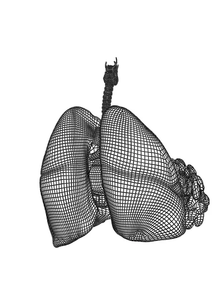 OK dýchací systém — Stock fotografie