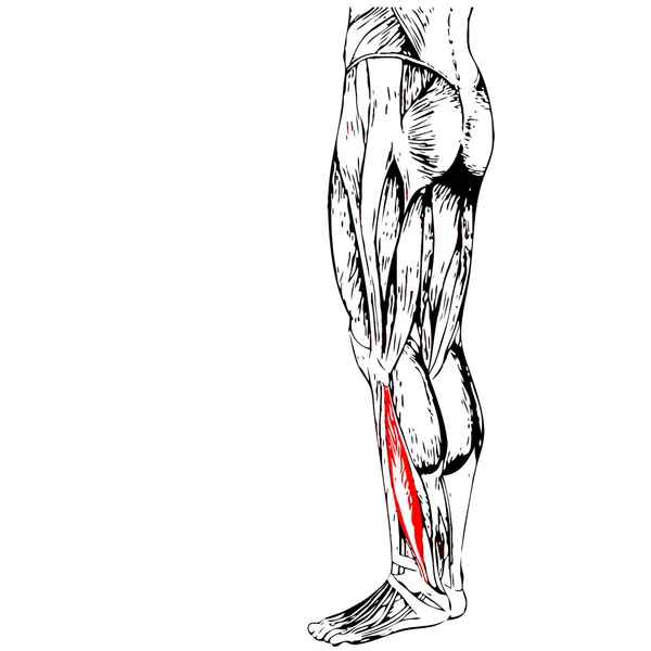 腿部解剖和肌肉 — 图库照片