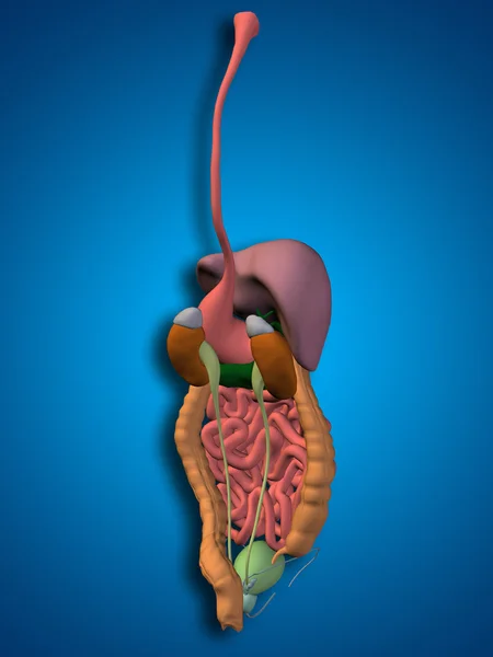 Menschliches Verdauungssystem — Stockfoto