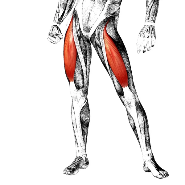 Pernas superiores humanas — Fotografia de Stock