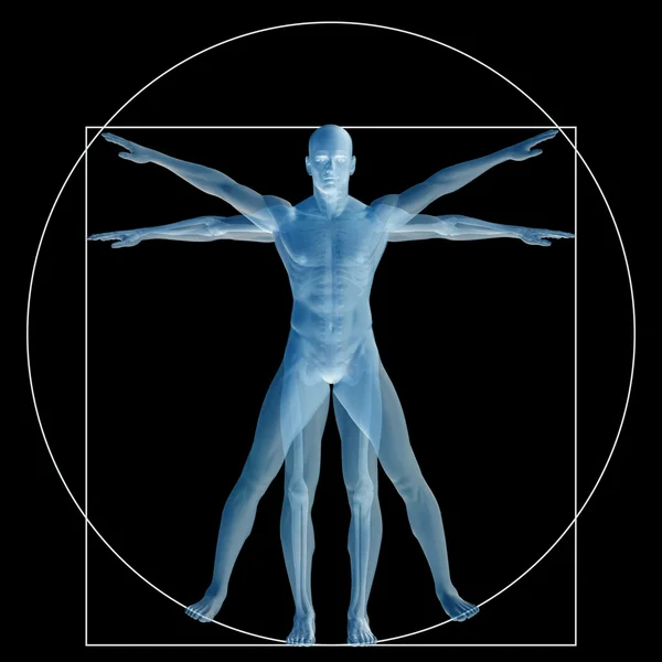 Aandeel anatomie lichaam — Stockfoto
