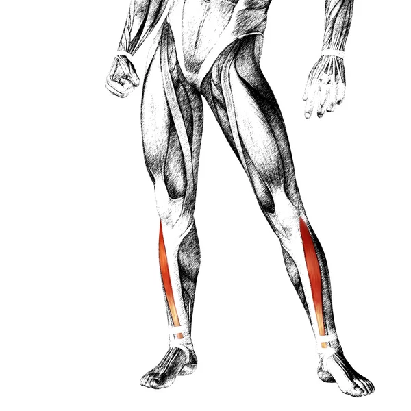 Анатомія ніг і м'язів — стокове фото