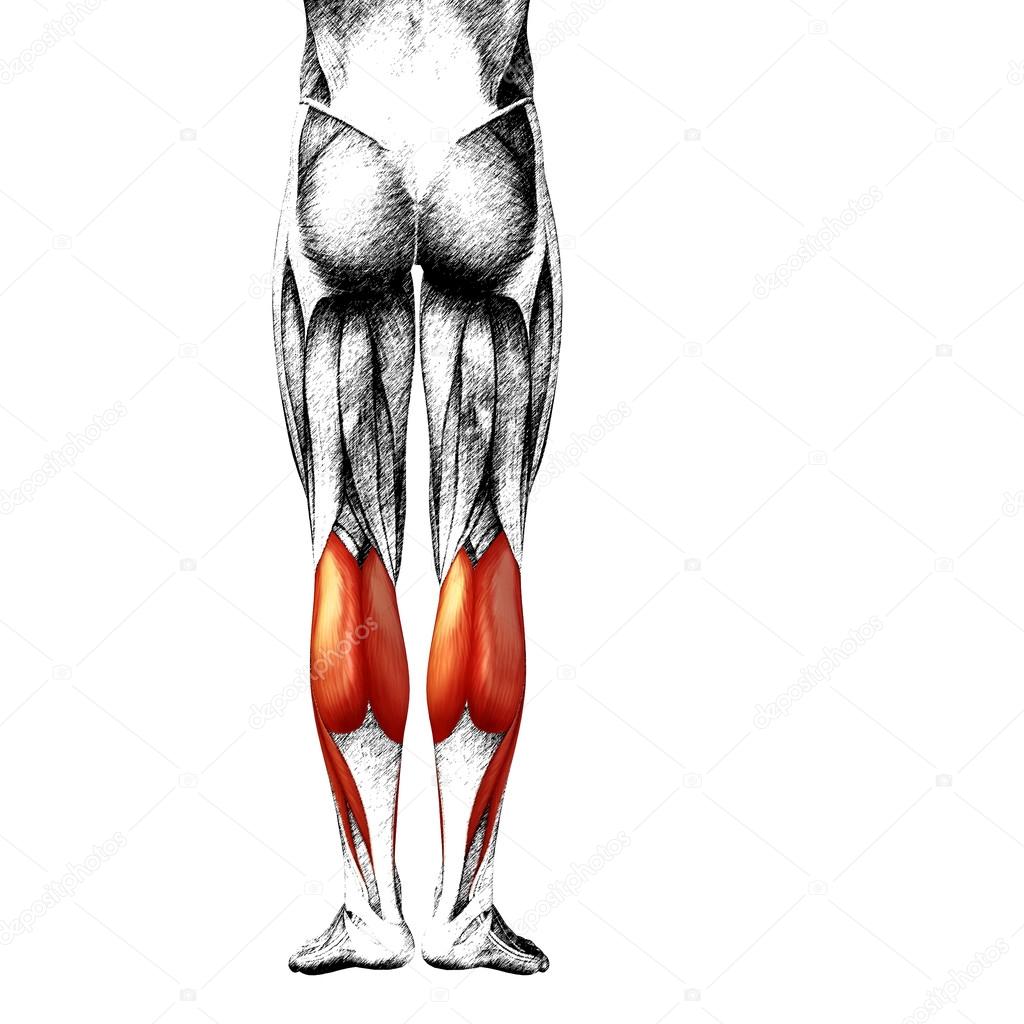  legs  anatomy and muscles