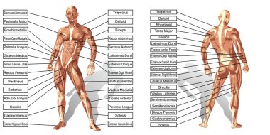 adam anatomisi ile izole metin