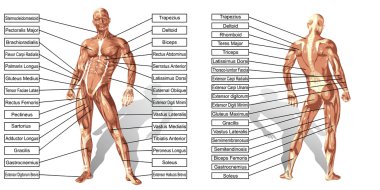 man  anatomy with text isolated clipart