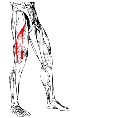 insan üst bacaklar anatomisi