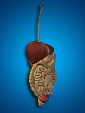 İnsan sindirim sistemi