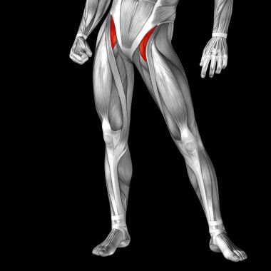 üst bacaklar anatomisi