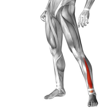 kavramsal insan bacaklar anatomisi