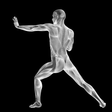 İnsan anatomisi tasarımlar için kaslı.