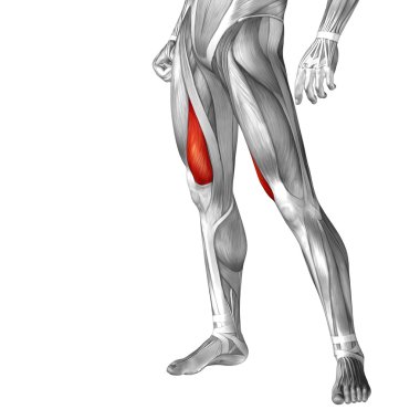 insan üst bacaklar anatomisi