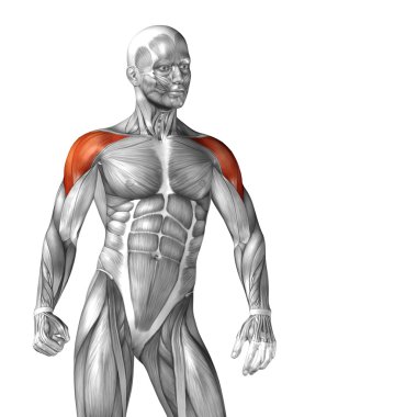 Göğüs insan anatom