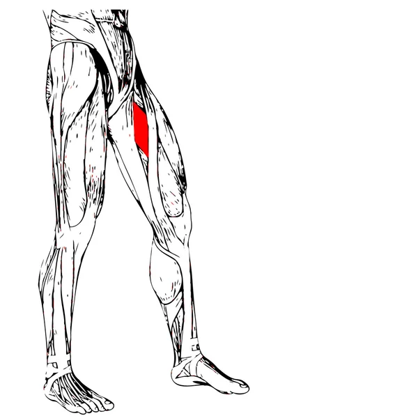 Anatomia człowieka górnej nogi — Zdjęcie stockowe