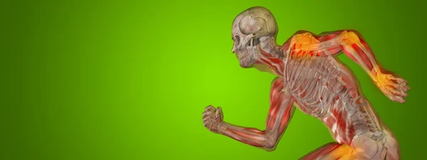 Anatomia omului uman — Fotografie, imagine de stoc