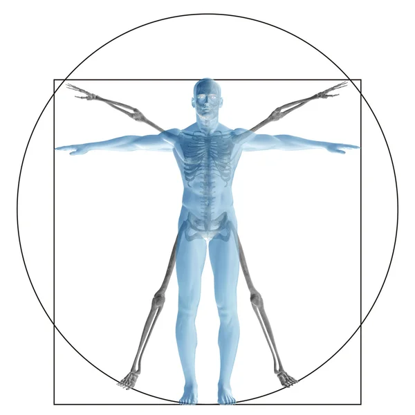 Proporción conceptual anatomía cuerpo — Foto de Stock