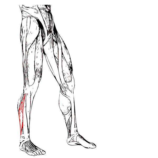 insan alt bacaklar anatomisi 