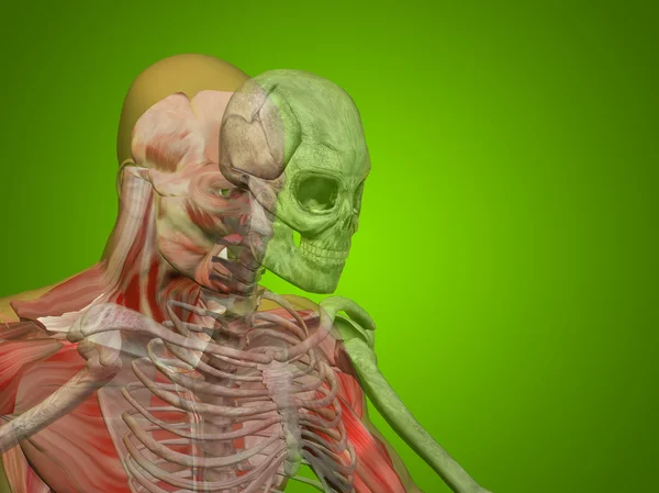 Koncepcyjne ludzkiego ciała w klatce piersiowej — Zdjęcie stockowe