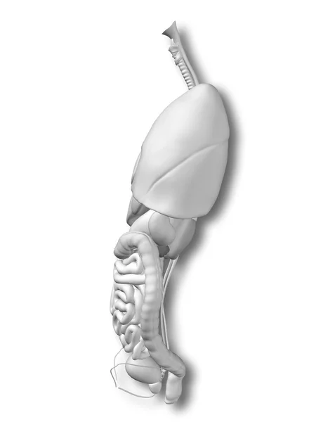 Órgãos internos do tórax abdominal — Fotografia de Stock