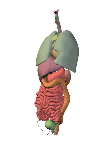 Interne abdominale thorax organen — Stockfoto