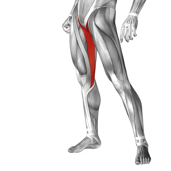 Insan üst bacaklar anatomisi — Stok fotoğraf