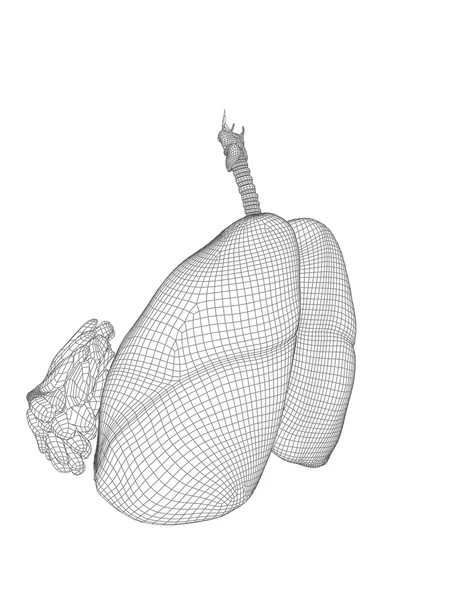 Wireframe mesh respiratory system — Stock Photo, Image