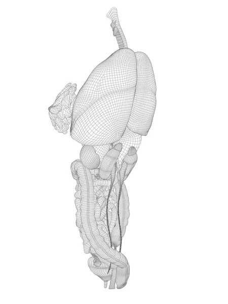 Model szkieletowy siatka układu pokarmowego — Zdjęcie stockowe