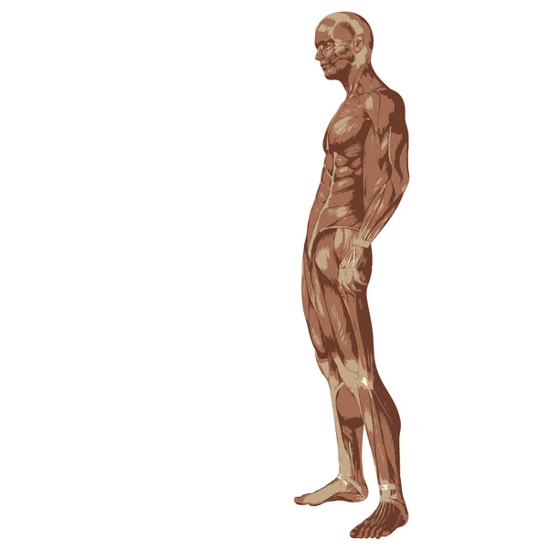 Menselijke of man met spieren — Stockfoto