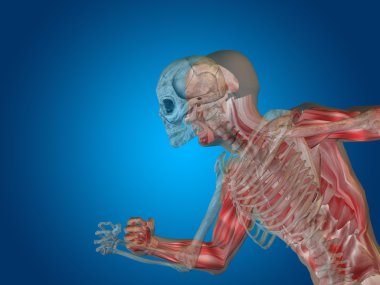 Kavramsal insan vücudu göğüs