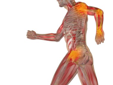 kavramsal insan anatomisi