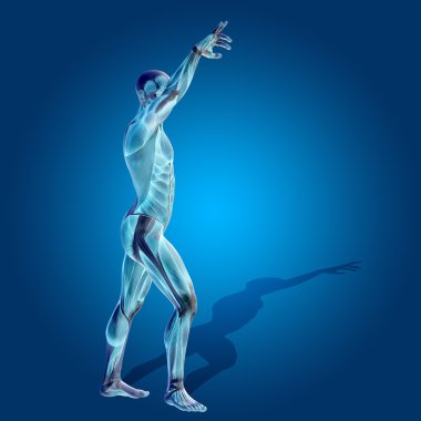 Anatomi vücut kasları ile