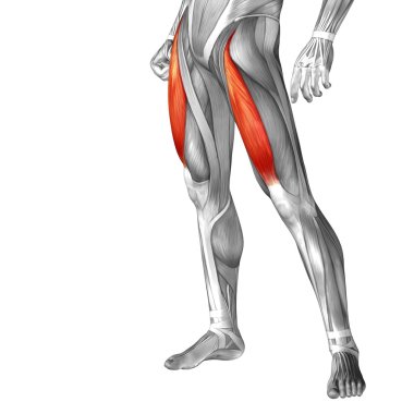 human upper legs anatomy clipart