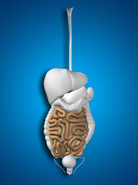  İnsan sindirim sistemi 