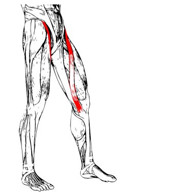 insan üst bacaklar anatomisi