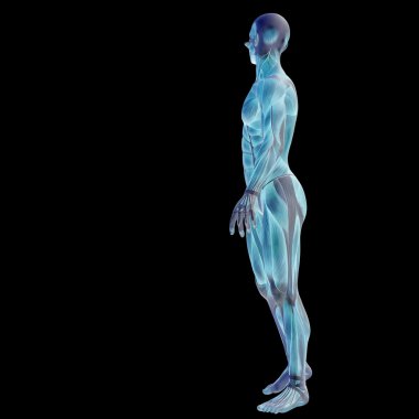 İnsan anatomisi tasarımlar için kaslı.