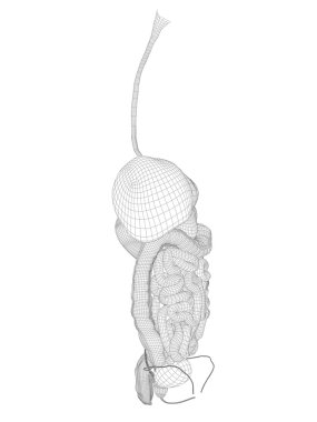 Tel kafes kafes sindirim sistemi 